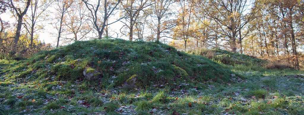 En kulle med gräs i skogen.