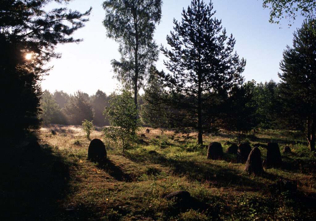 Trädstammar som står i en skog. Stenbumlingar på marken.