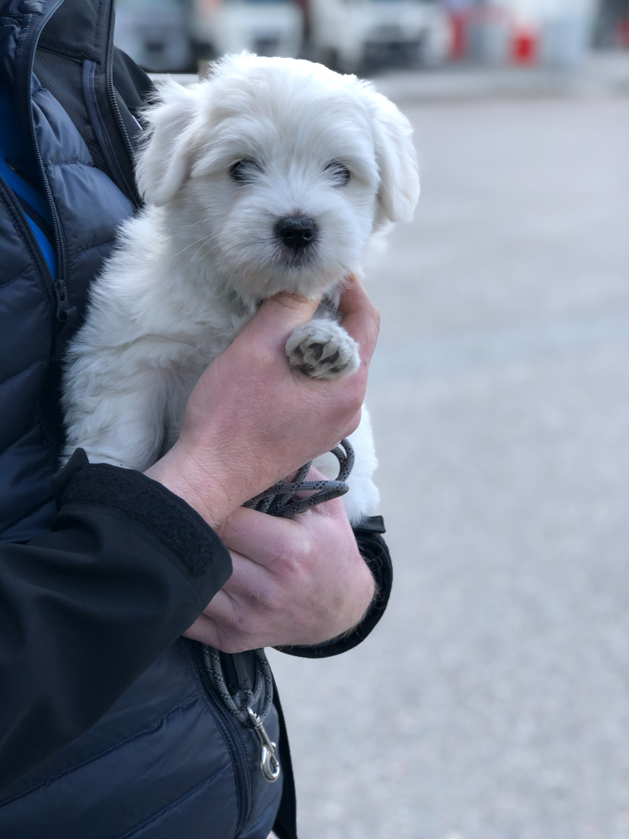 Coronavåren med hemmakontor gav oss möjligheten att skaffa en liten syster till vår hund.