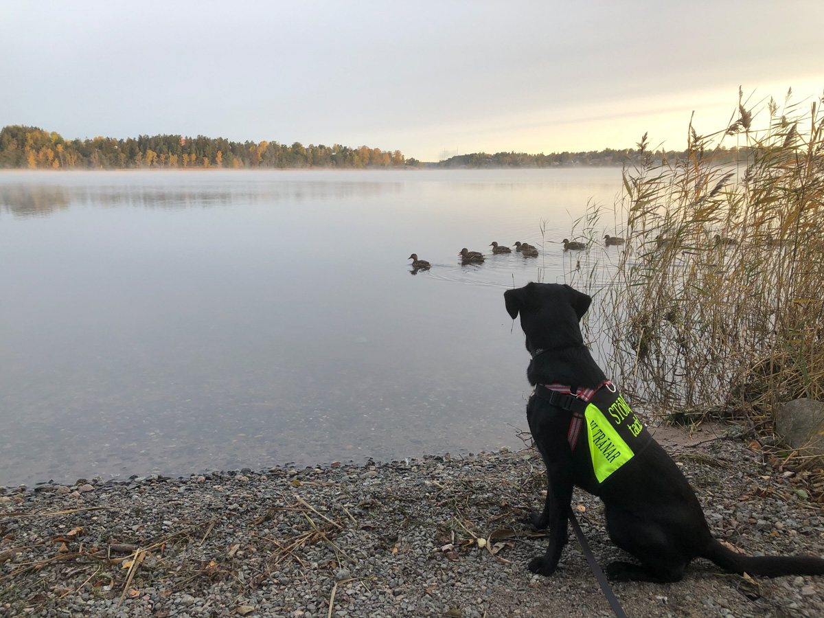 Trots att allt är upp och ner med smittspridningen av Covid-19 så kom hösten med alla dess vackra färger och fåglarna som flyttar söderut.