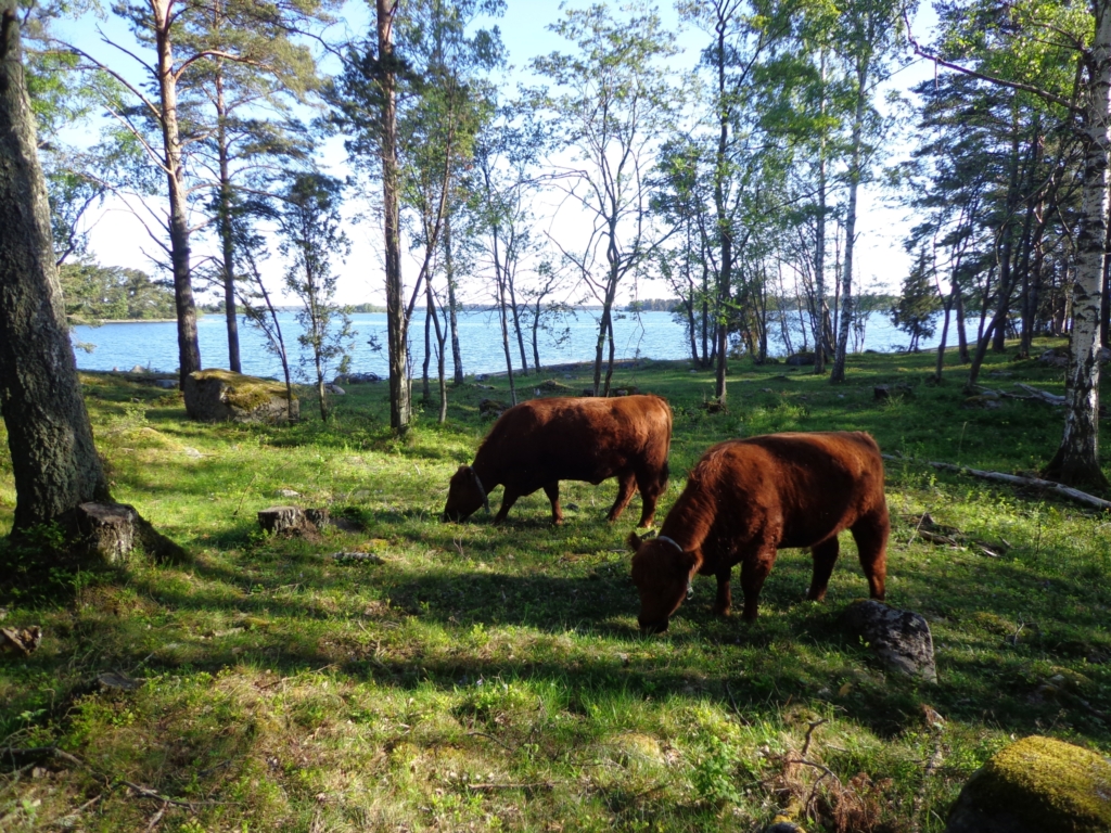 Rödbruna kor betar i skogen invid vattnet