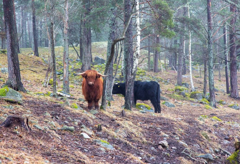 En röd ko med långa horn ser mot kameran och en svart ko står bredvid, delvis skymd av trädstammar