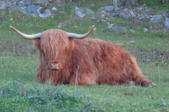 En av Highland cattle korna vid Sandvreten.