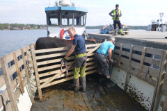 Korna lastas på färjan för transport till slakt.