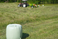 Foder skördas och sparas som ensilage.